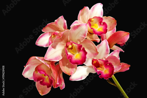Stem of Pink Orchids on Black Background