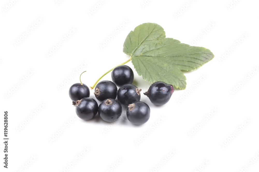 Group small black ripe currants with green leaf Group small black ripe currants with green leaf