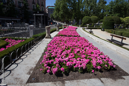 Fototapeta Naklejka Na Ścianę i Meble -  Beautiful flower beds in the city, Madrid, Spain, Europe