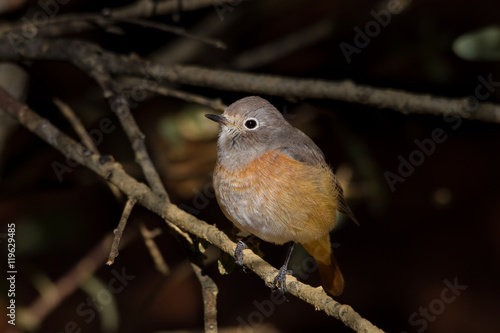 Hembra de colirrojo real, Phoenicurus Phoenicurus  photo