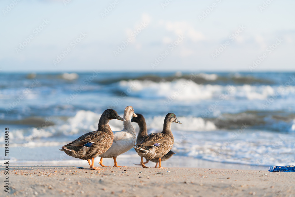 duck walk along the beach in search of food
duck walk along the beach in search of food