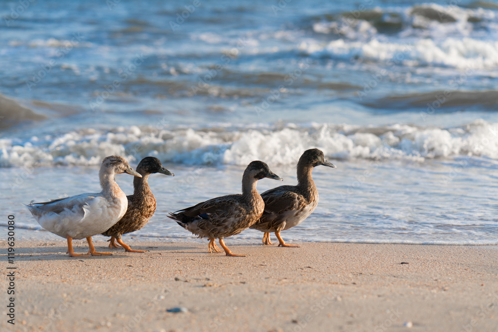 duck walk along the beach in search of food
