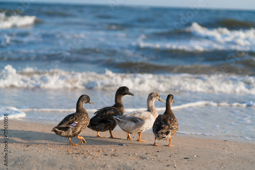 Tableau sur toile duck walk along the beach in search of food