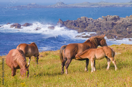 Chevaux bretons, route touristique, Landunvez, Bretagne  photo