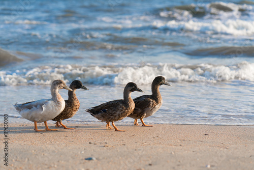 duck walk along the beach in search of food
