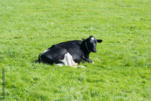 young cow is lying on the meadow in sunny weather