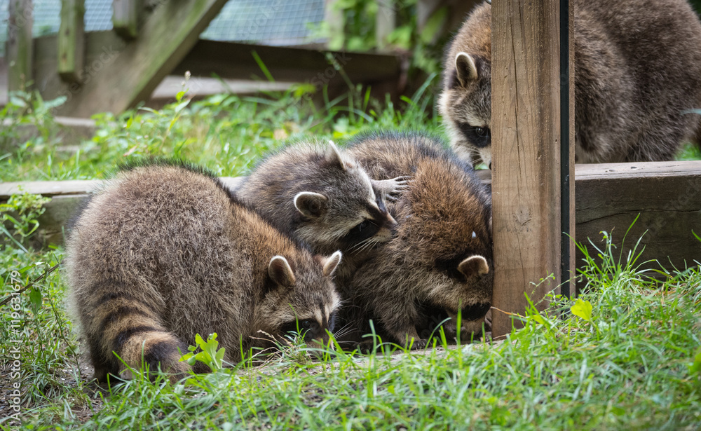 Fototapeta premium Young members of raccoon (Procyon lotor) family playing, establishing pecking order, grooming one another and playing, search for food and treats near a bird feeder in Eastern Ontario.
