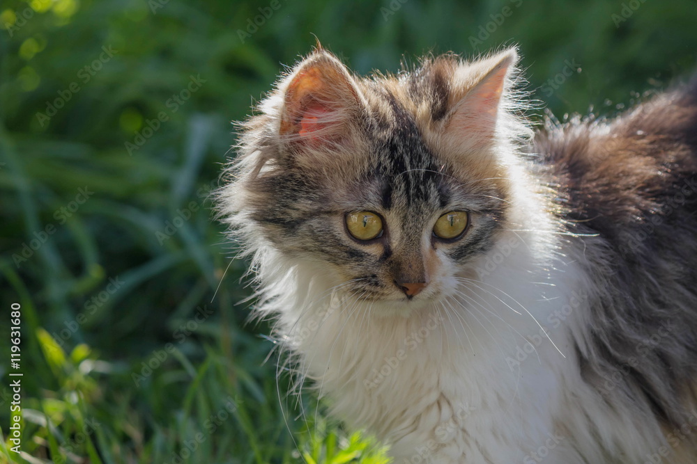 hermoso gato de pelo largo