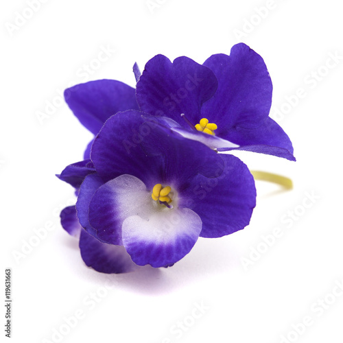 dark blue and white african violet