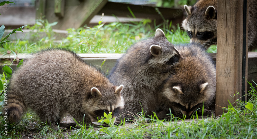 Young members of raccoon (Procyon lotor) family playing, establishing pecking order, grooming one another and playing, search for food and treats near a bird feeder in Eastern Ontario.