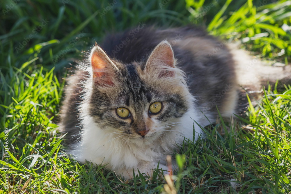 gato hermoso acostado en el cesped gato hermoso acostado en el cesped