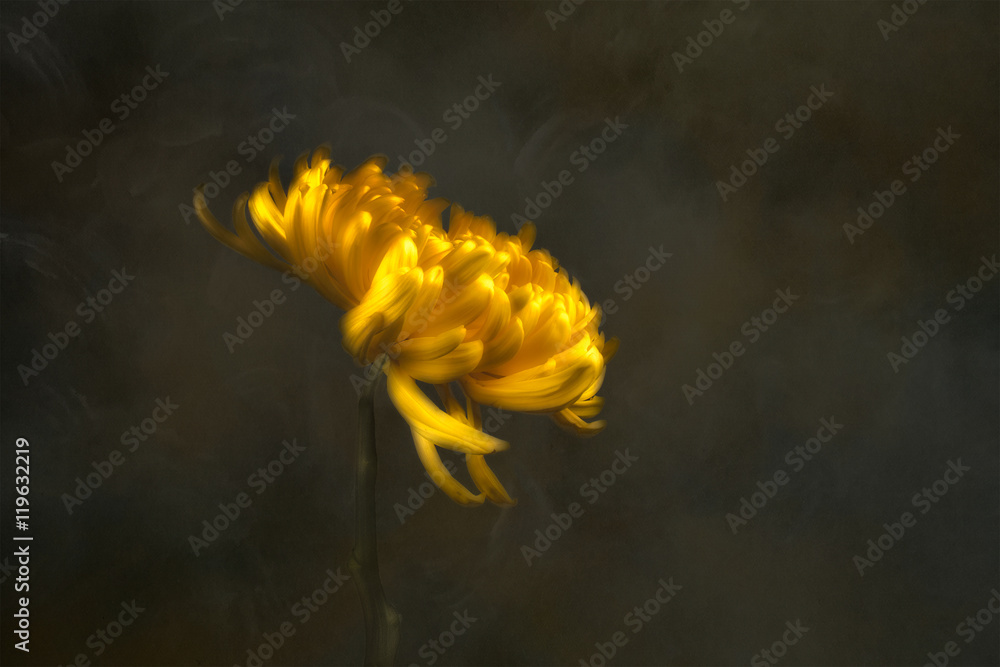 Chrysanthemum flower, studio shot Chrysanthemum flower, studio shot