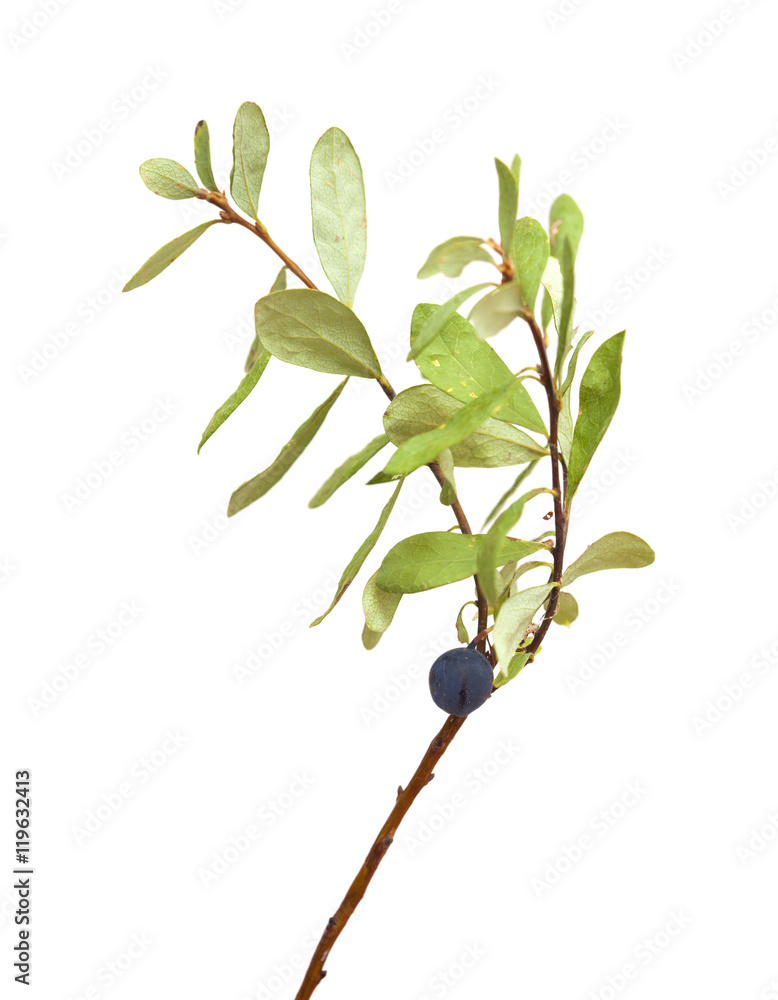 Obraz premium Vaccinium uliginosum, bog bilberry