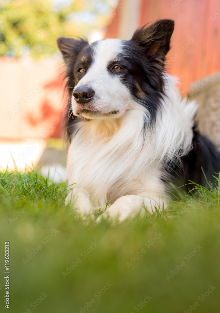 Male dog border collie lying on the grass in the garden, beautiful portrait