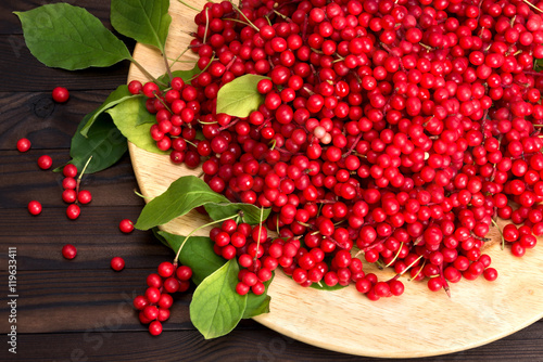 Chinese schizandra - red ripe berries photo