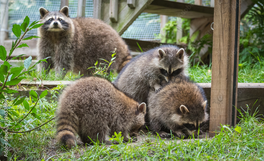 Fototapeta premium Young members of raccoon (Procyon lotor) family playing, establishing pecking order, grooming one another and playing, search for food and treats near a bird feeder in Eastern Ontario.