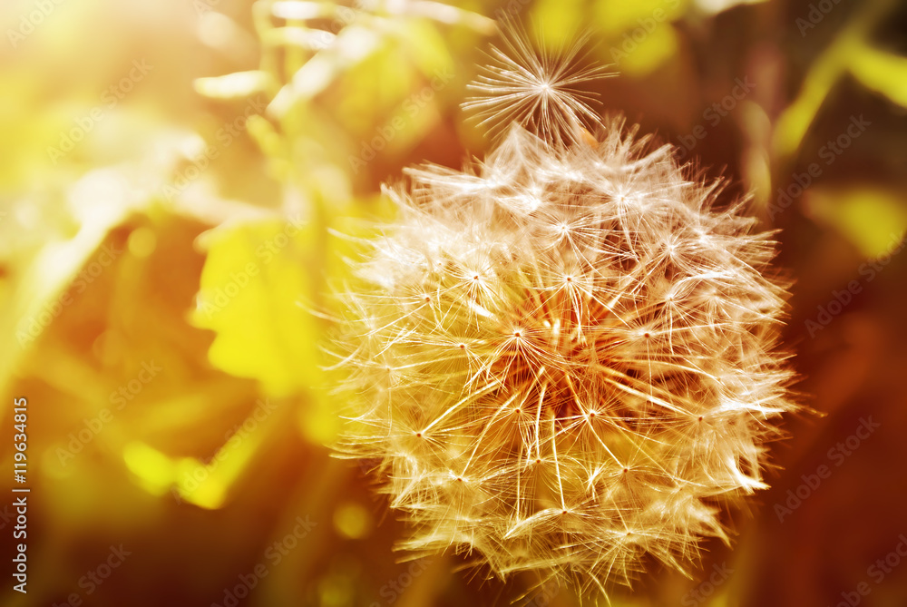 Dandelion close up on natural background. Summer field at sunset Dandelion close up on natural background. Summer field at sunset