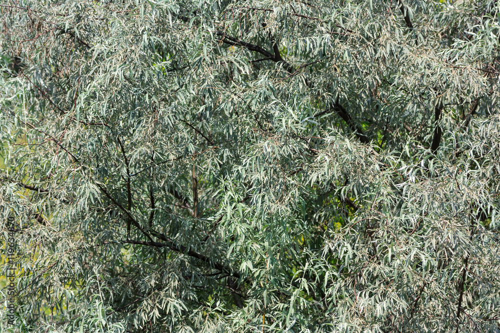 Obraz premium Trees leaves background