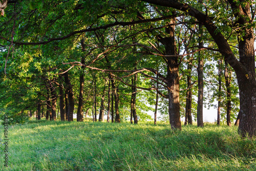 Trees at daybreak