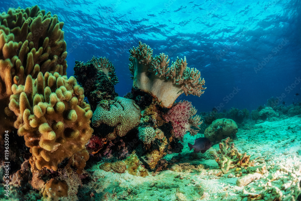 Fototapeta premium Reef