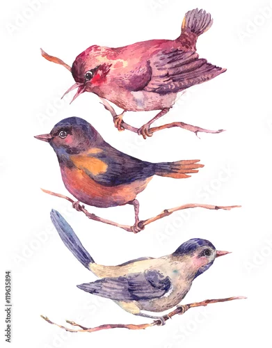 Naklejka na ścianę Set kolorowi akwarela ptaki odizolowywający na bielu