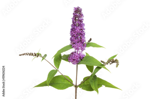Buddleja flowers and leaves
