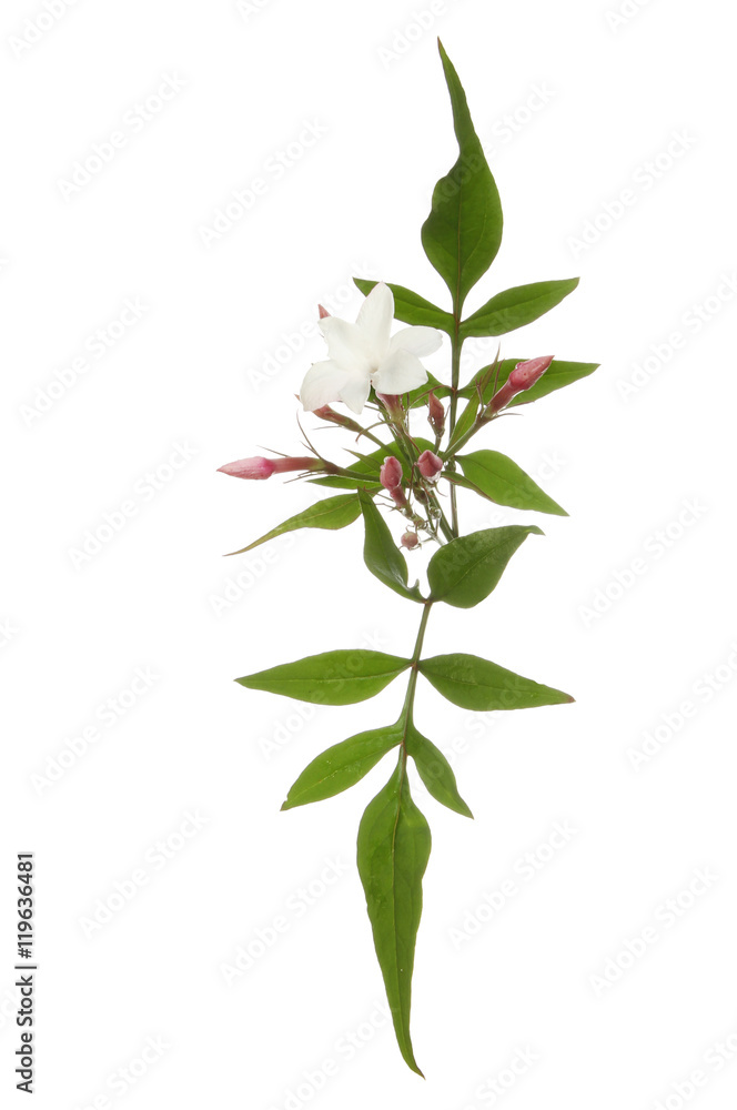 Jasmine flower and foliage Jasmine flower and foliage