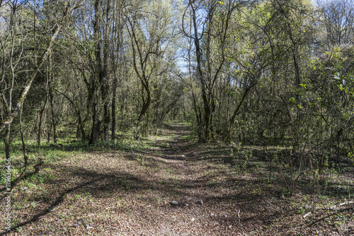 path in the forest