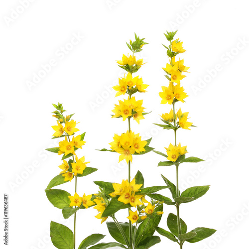 Yellow Loosestrife flowers