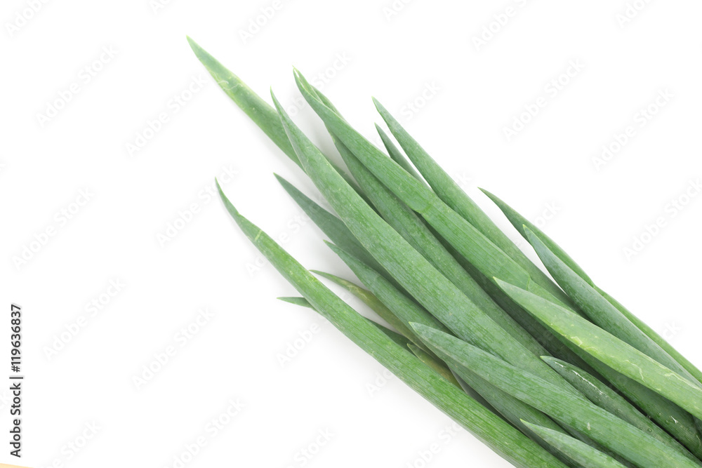 Fototapeta premium Chive. Sping Onions.