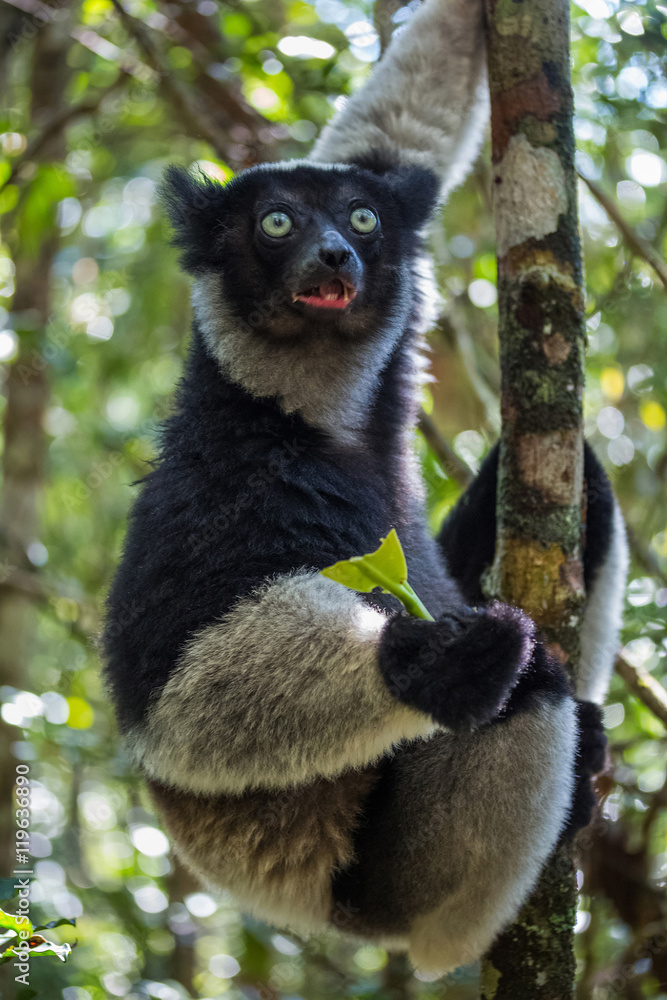 Fototapeta premium Lemur