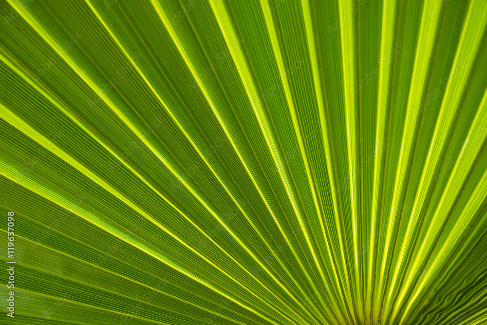 Obraz premium Background of green palm tree leaf with stripes