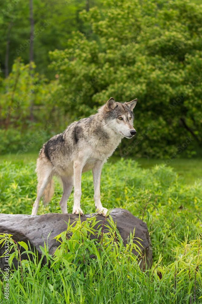 Grey Wolf (Canis lupus) Stands on Rock Looking Right