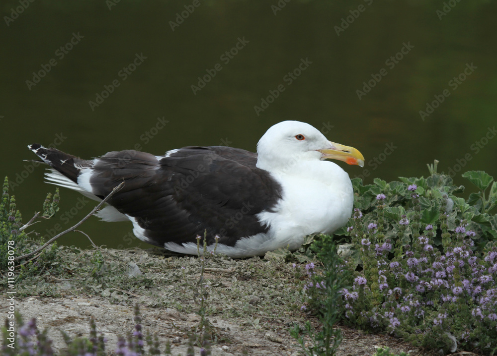 Obraz premium goéland marin