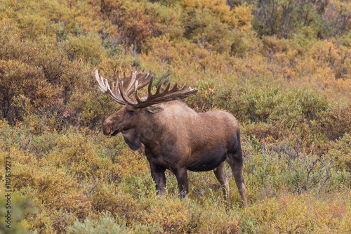 Bull Moose in Velvet © natureguy
