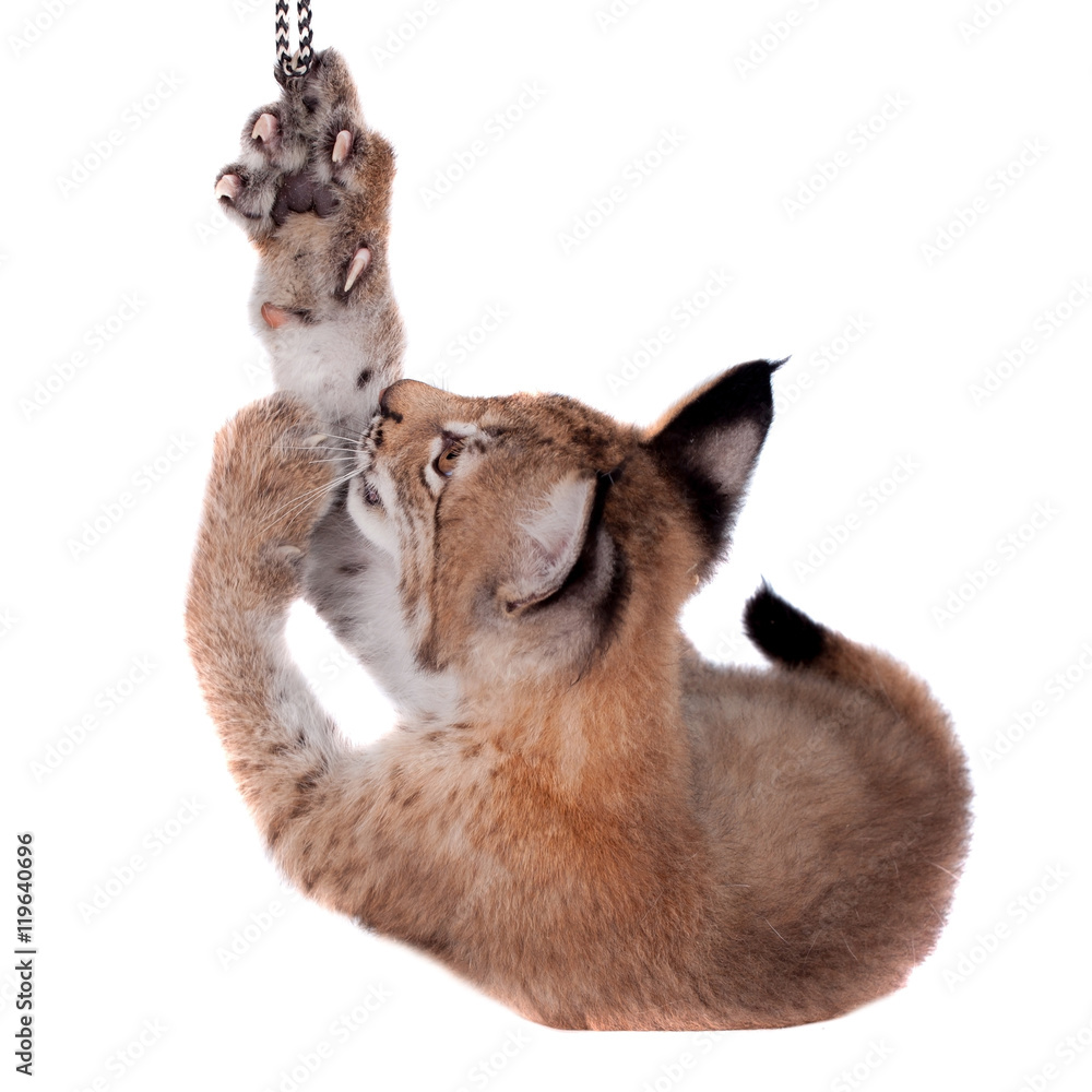 Fototapeta premium Eurasian Lynx cub on white