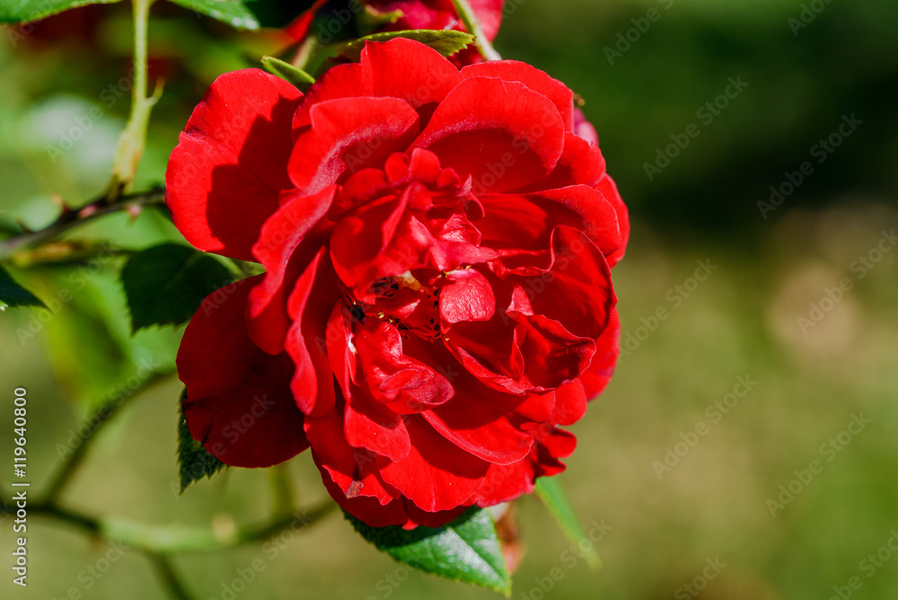 Prächtige rote Rose Prächtige rote Rose