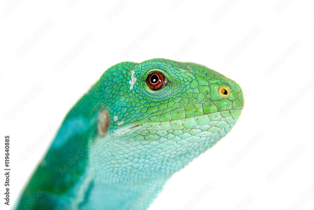 The Fiji banded iguana on white The Fiji banded iguana on white