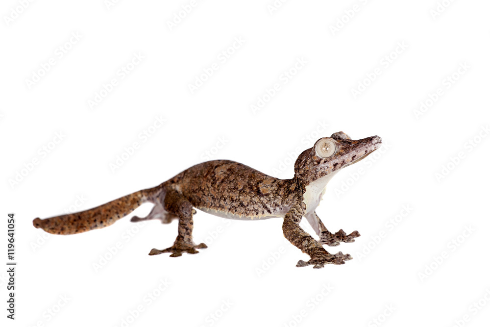 Naklejka premium Giant leaf tailed gecko on white