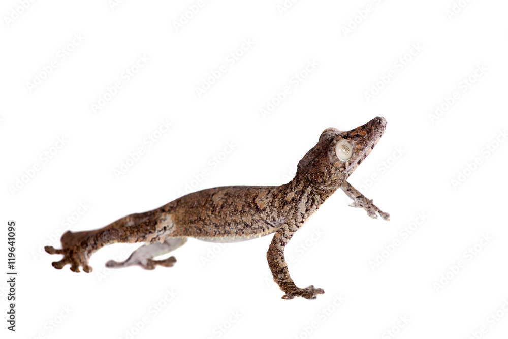 Naklejka premium Giant leaf tailed gecko on white