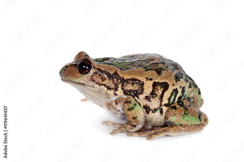 Riobamba marsupial frog on white Riobamba marsupial frog on white