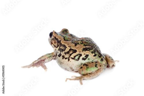 Riobamba marsupial frog on white