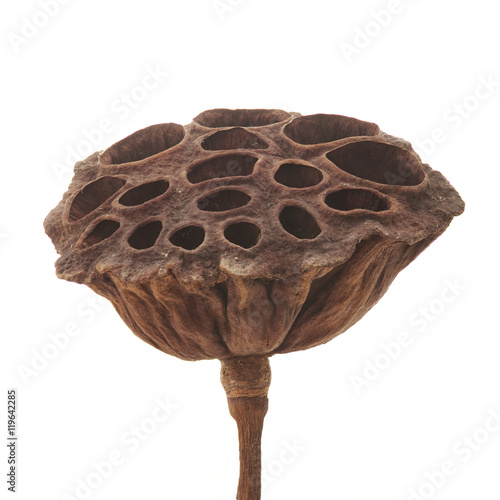 dry lotus pod on a white background photo