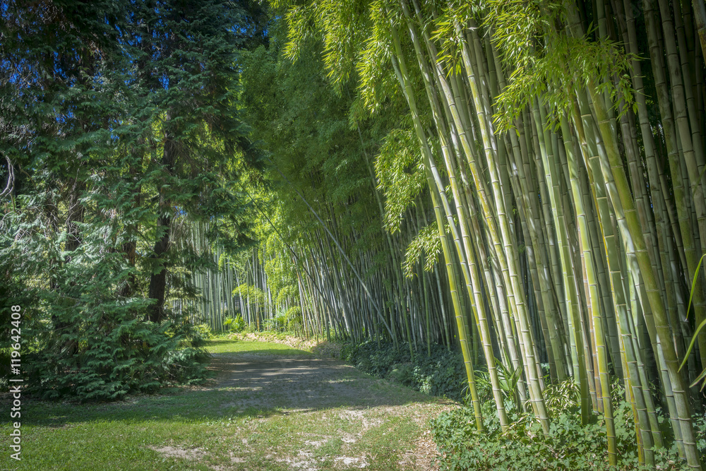 Fototapeta premium Allée de bambous verts dans la Bambouseraie d'Anduze
