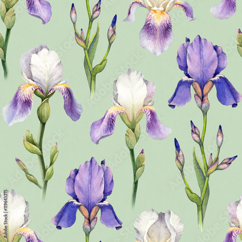 Watercolor iris flower illustration. Seamless pattern