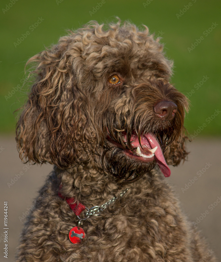 Portrait of a male Cockapoo cross breed dog, local park, Liverpool, England