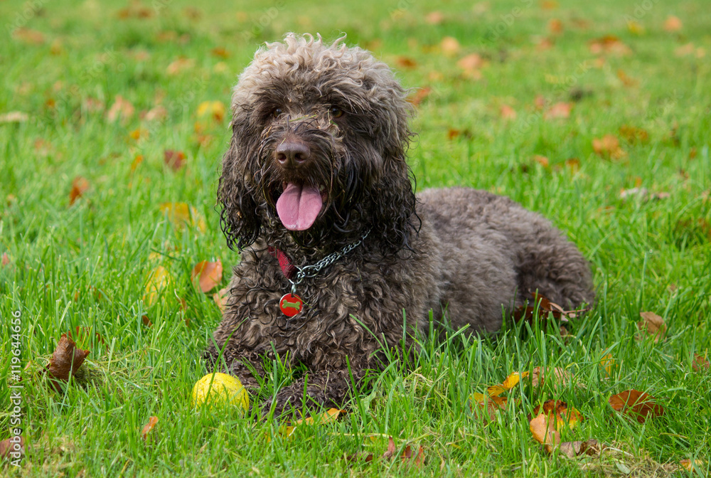Portrait of a male brown Cockapoo cross breed dog, lying on the grass, local park, Liverpool, England