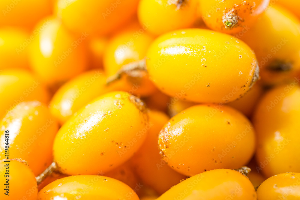 Sanddorn Beeren Sanddorn Beeren