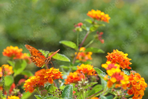 Gulf fritillary or passion butterfly, a medium to large specimen drinking nectar from orange and yellow Lantana flowers