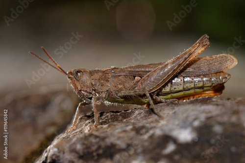 Wallpaper Mural Grasshopper, Orthoptera, Caelifera Torontodigital.ca